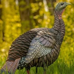 Avian-X Turkey Decoy HDR Hen Breeder, Lookout AVX8106 -Hunting shops AvianX 01696 Avian X HDR Hen Decoy Lookout AVX8106 Pic