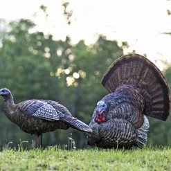 Avian-X Turkey Decoy LCD Strutter Tom AVX8004 -Hunting shops AvianX 08004 Avian X Turkey Decoy LCD Strutter Tom AVX8004 Pic
