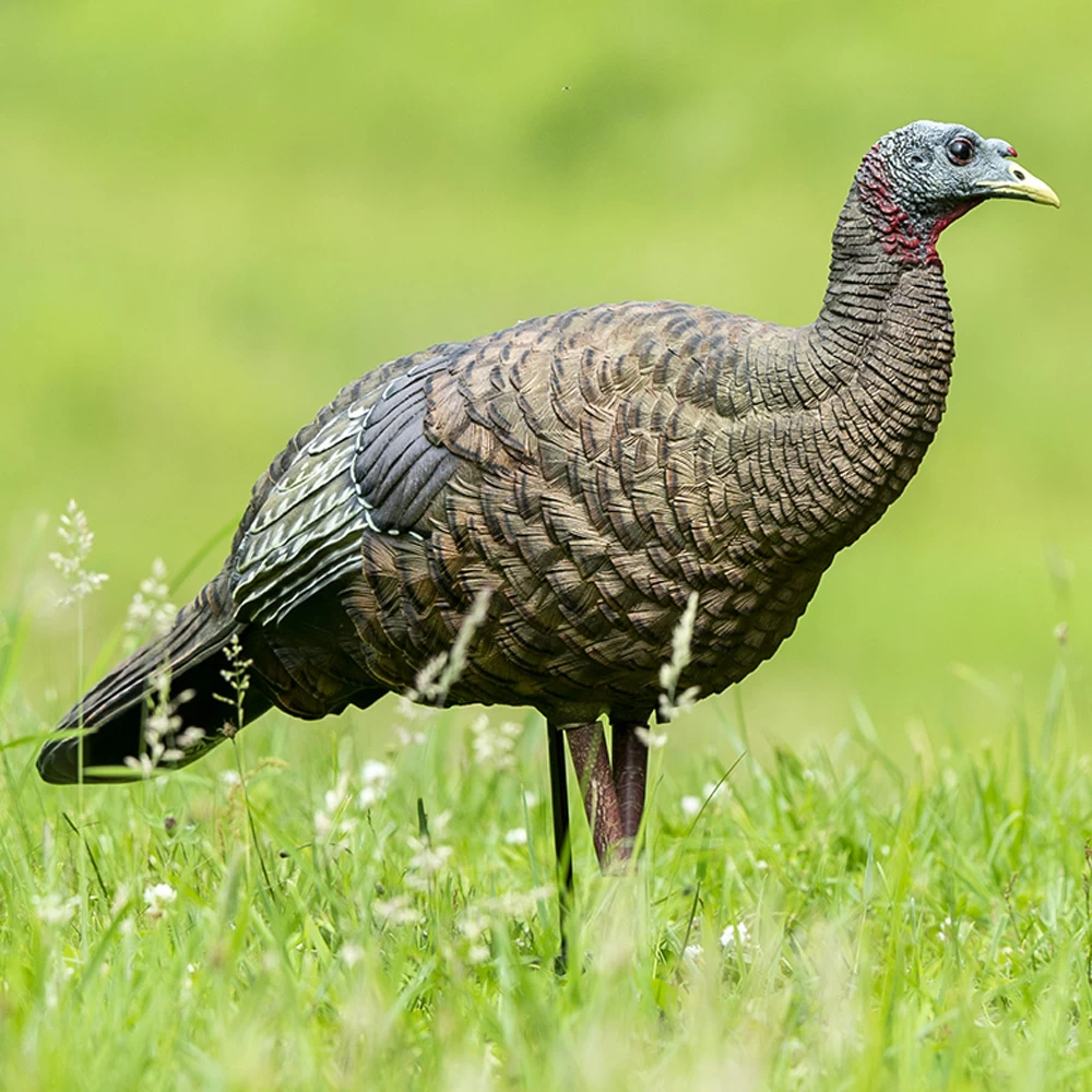 Avian-X Turkey Decoy LCD Breeder Hen AVX8008 3 Avian-X Turkey Decoy LCD Breeder Hen AVX8008 - Image 3