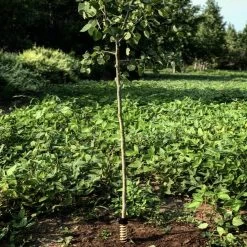 Hodag Licking Stick FlexPlate Base -Hunting shops Hodag Hodag Licking Stick with Tree 2